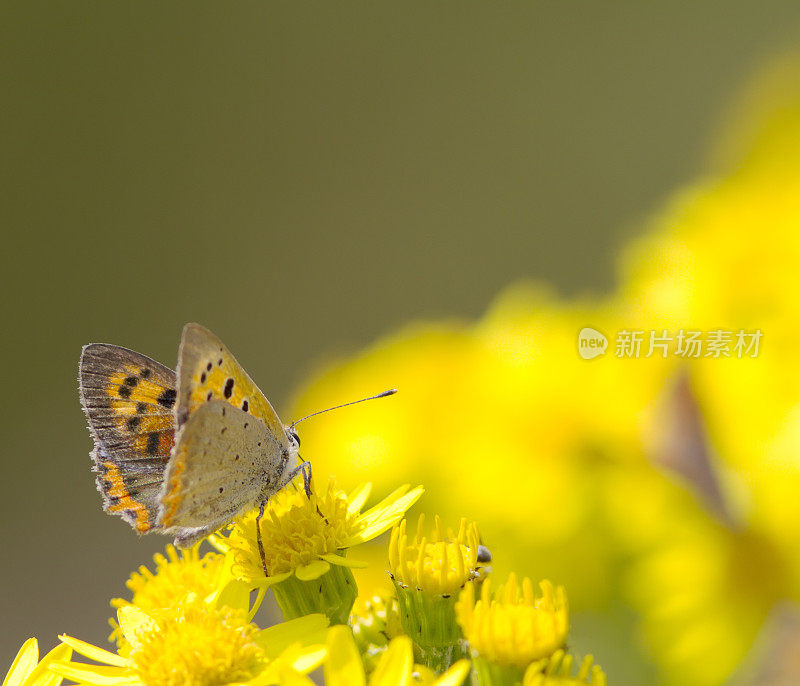 小铜蝶(Lycaena phlaeas)